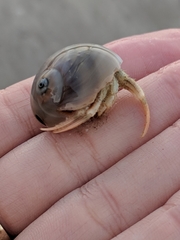 Isocheles wurdemanni