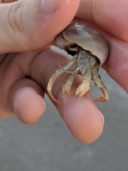 Isocheles wurdemanni