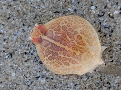 Persephona aquilonaris