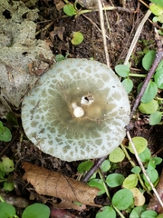 Virescentinae