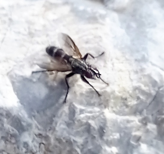 Bot Flies, Blow Flies, and Allies from Gümbet on June 4, 2023 at 08:51 ...