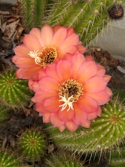 Trichocereus huascha