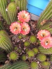 Trichocereus huascha