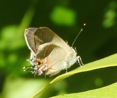 Electrostrymon hugon