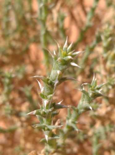 Cornulaca monacantha image