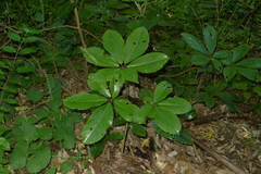 Pseudopanax laetus