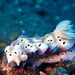 Tryon's Hypselodoris - Photo (c) charlotteweldon, some rights reserved (CC BY-NC)