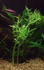 Broad-leaf water sprite