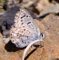 Icaricia shasta