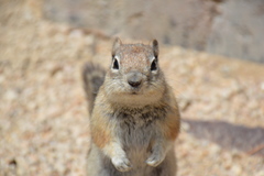 Otospermophilus variegatus