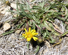 Pyrrocoma apargioides