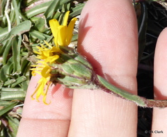 Pyrrocoma apargioides