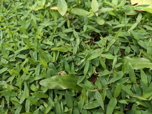 Isachne myosotis iNat (2)