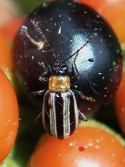 Acalymma trivittatum