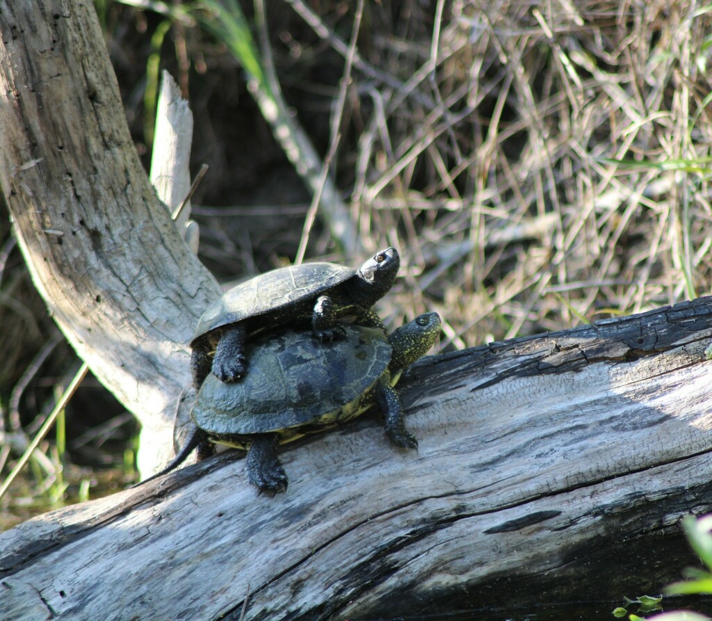 European Pond Turtle