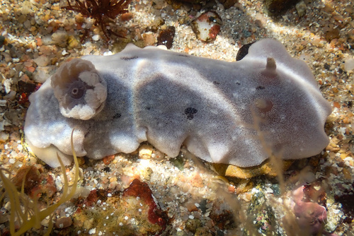 Velvet Dorid