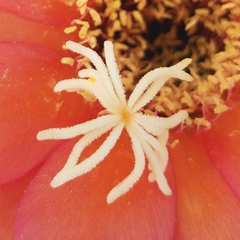 Trichocereus huascha
