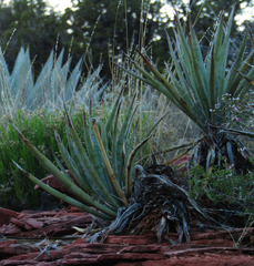 Yucca baccata baccata
