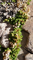 Selaginella watsonii