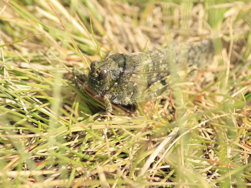 Angaracris barabensis from Чебаркульский р-н, Челябинская обл., Россия ...