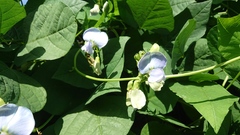 Psophocarpus tetragonolobus