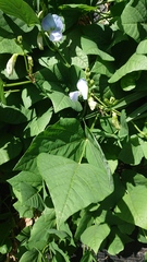 Psophocarpus tetragonolobus