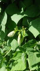 Psophocarpus tetragonolobus