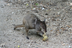 Grey Dorcopsis photo 5