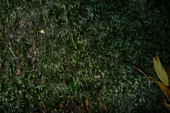 Austrothamnium pandum