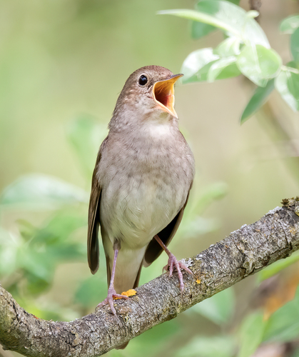 Rytinė lakštingala nuotrauka