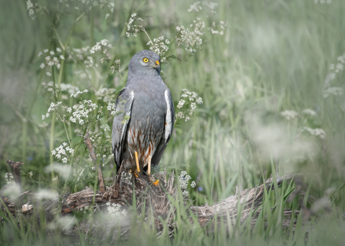 Montagu's Harrier