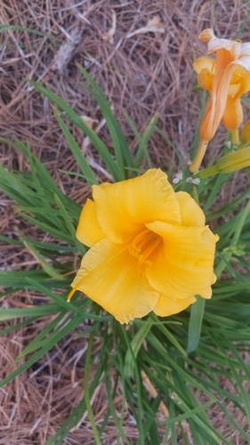 undefined (Hemerocallis × hybrida)
