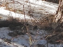 Leucosticte atrata