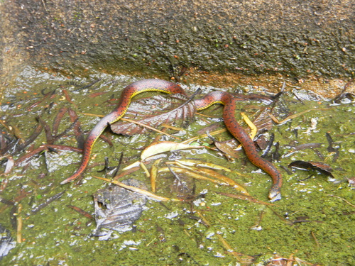 Wagler's Ground Snake