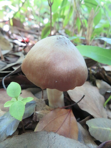 Entoloma rhodopolium