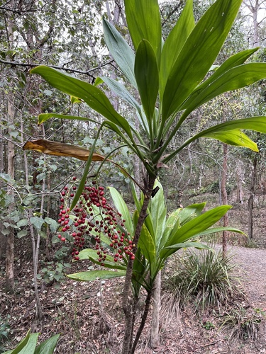 Cordyline manners-suttoniae F.Muell.