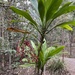 Giant Palm-Lily - Photo (c) stuartyoung78, some rights reserved (CC BY-NC)
