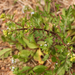 Small-seed Yellowcress - Photo (c) Chuangzao, some rights reserved (CC BY-NC), uploaded by Chuangzao