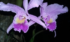 Cattleya trianae