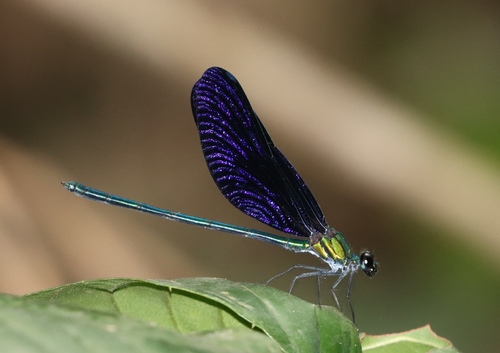 Western Bluewing