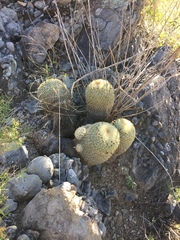 Coryphantha recurvata recurvata