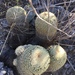 Coryphantha recurvata recurvata - Photo (c) refren, some rights reserved (CC BY-NC), uploaded by refren