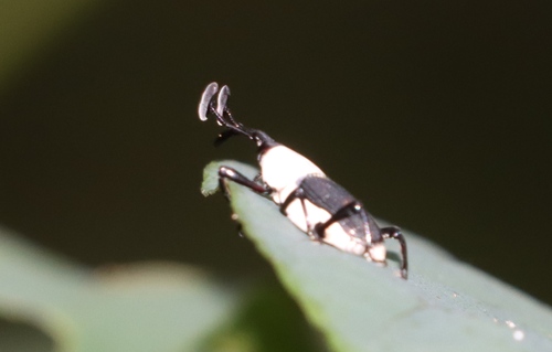 Cercidocerus albicollis