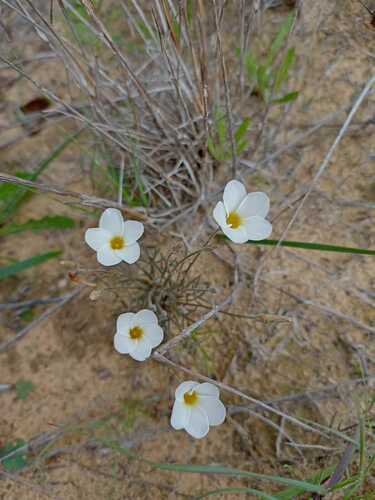 Oxalis argyrophylla (Oxalis argyrophylla)