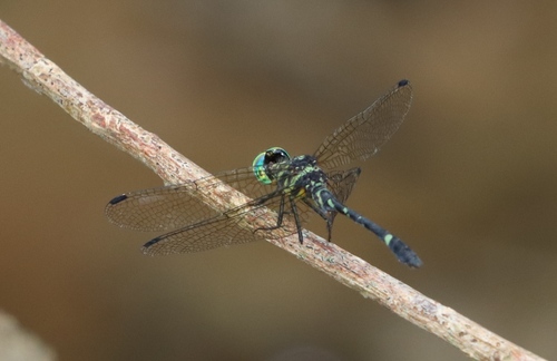 Tetrathemis godiardi