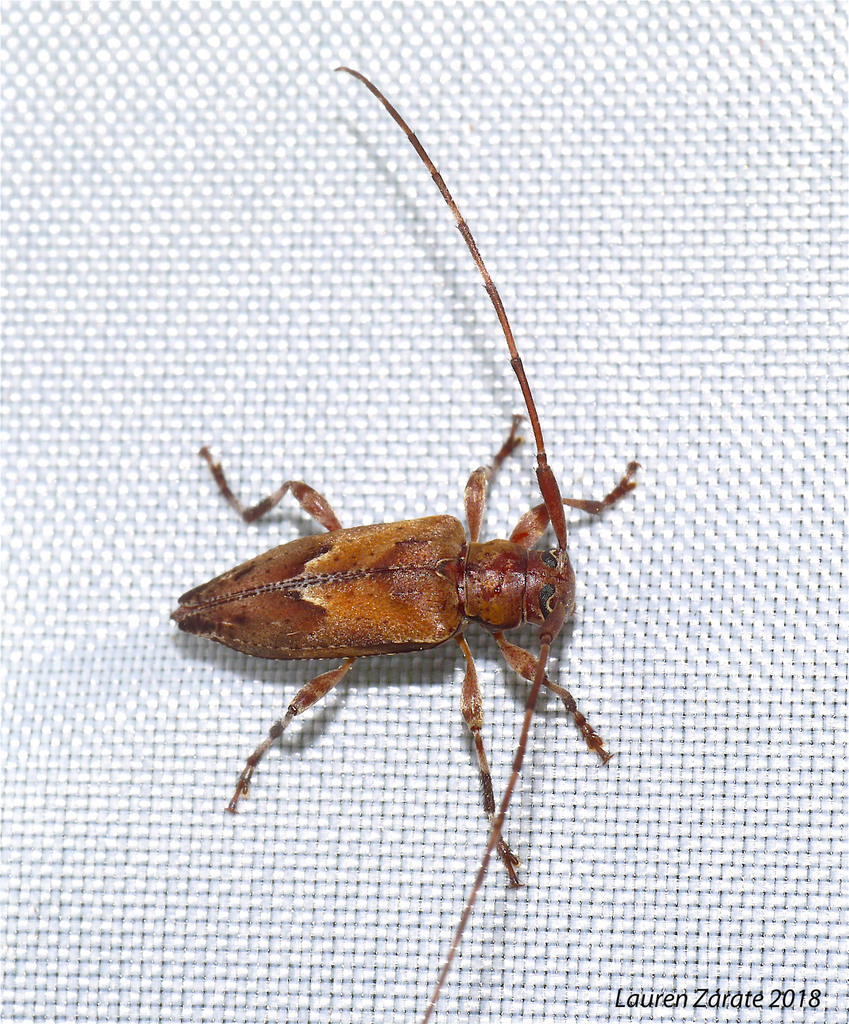 Nealcidion cuspidatum