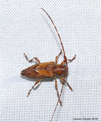 Nealcidion cuspidatum