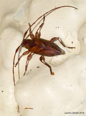 Nealcidion cuspidatum