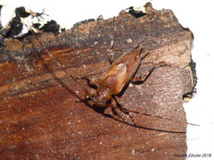 Nealcidion cuspidatum