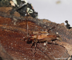 Nealcidion cuspidatum